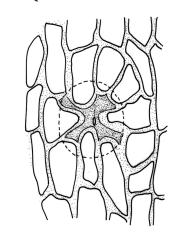 Orthotrichum assimile, stoma.
 Image: R.C. Wagstaff © All rights reserved. Redrawn with permission from Lewinsky (1984). 
